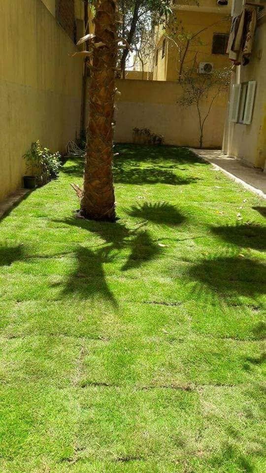 الجنينه